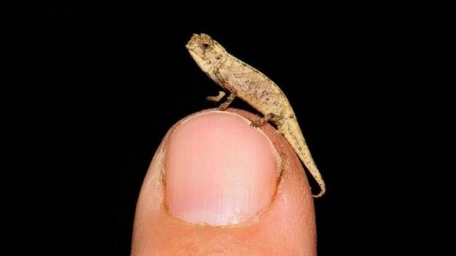 Panjang Brookesia hanya 13,55 mm.