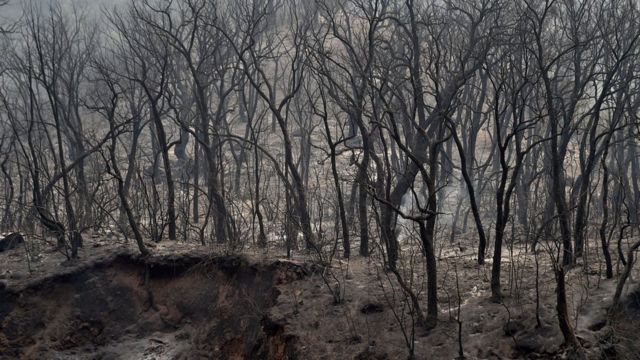 Новый Год В Алжире Число Новый Год В Алжире Число
