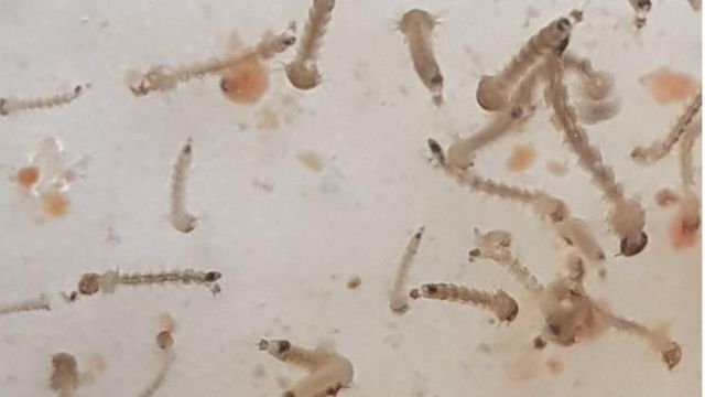 ڈینگی پھیلانے والے مچھر کو بانجھ بنانے کے تجرباتی پروگرام کا آغاز - BBC News اردو