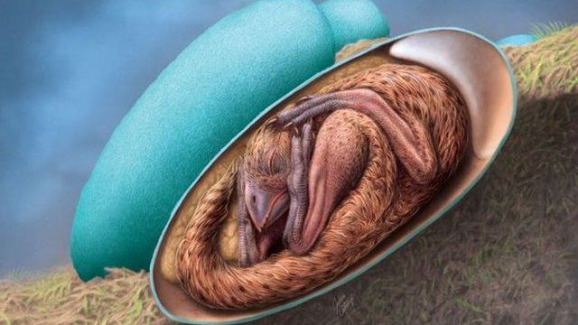 The artists' impression of the dinosaur in the egg was swirled