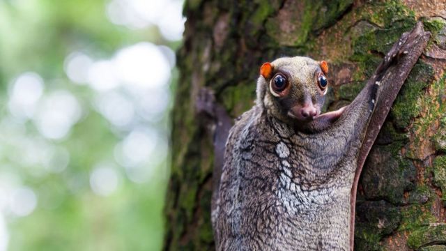 Conheça o marsupial que se parece com um rato e voa igual a um