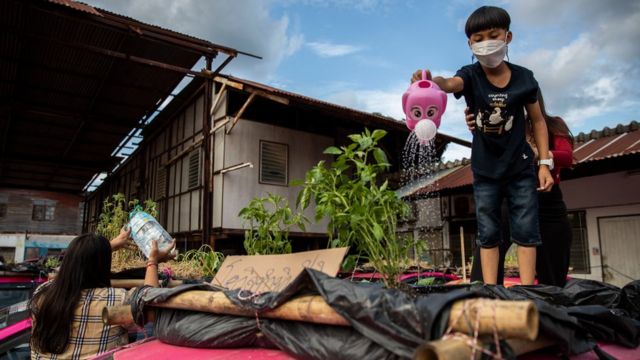 The son of a Thai staff members of the Ratchaphruek Taxi Cooperative waters their community vegetable garden that was built on top of out of use Thai taxis on September 13, 2021 in Bangkok, Thailand.