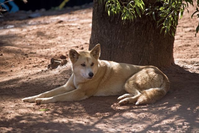 Un dingo australiano descansando bajo la sombra de un árbol.