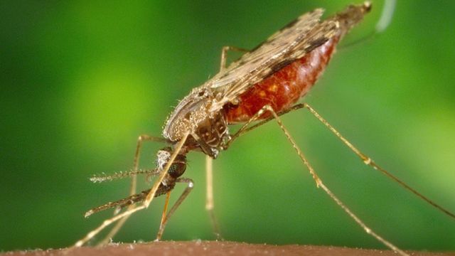 mosquito malaria mosquito