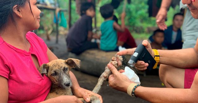 Cachorro com tungíase sendo examinado em aldeia indígena