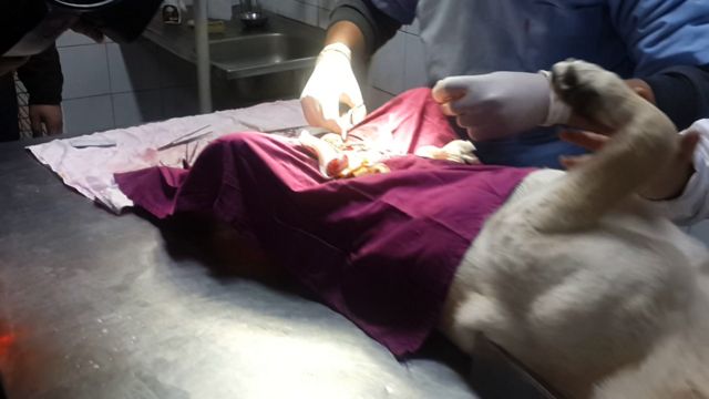 طبيب بيطري يجري عملية لكلب ضال