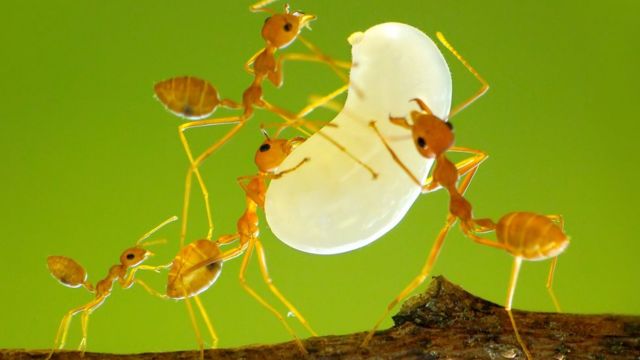 தையற்கார எறும்புகள்