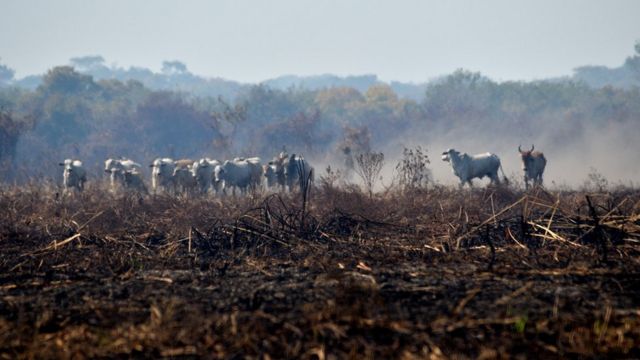 Gado em meio ao fogo do Pantanal