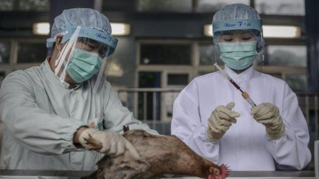 Le virus H5 a été détecté dans plusieurs élevages à travers le pays.