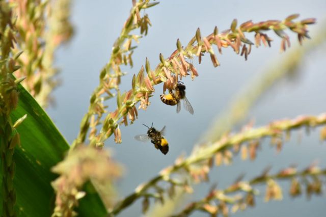 A bee and maize