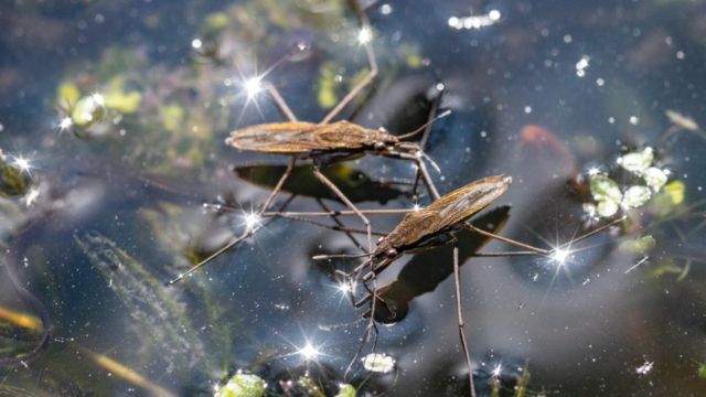 Insectos llamados zapateros (Gerris lacustris) que flotan con sus patas sobre el agua