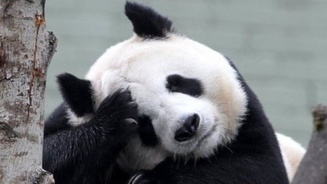 Panda tian tian