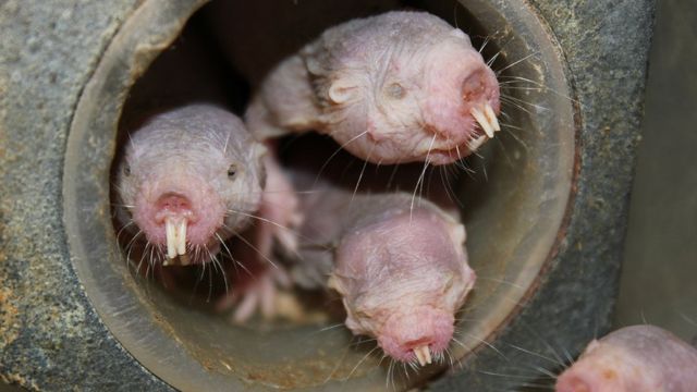 Conheça os mamíferos de sangue frio - BBC News Brasil