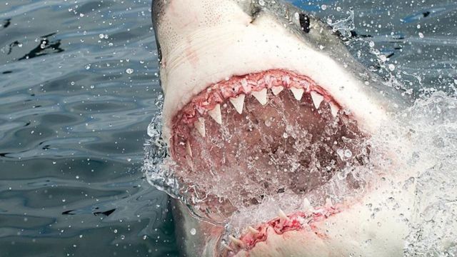 原因揭秘：鯊魚攻擊人類的真正動機- BBC 英伦网