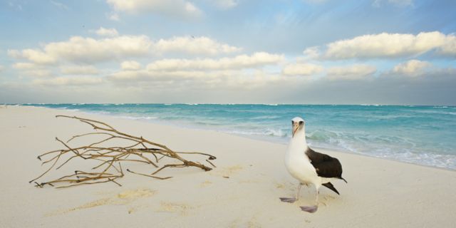 Un albatros en el atolón de Midway