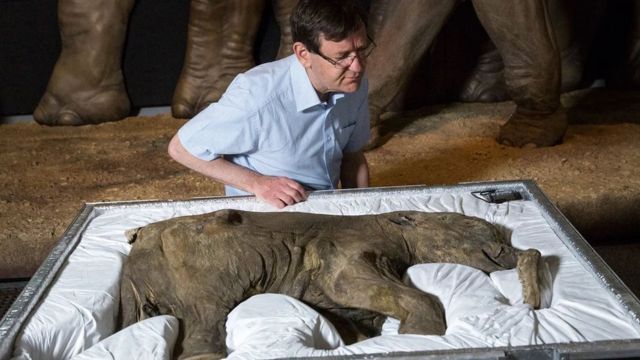 Adrian Lister examine Lyuba, le mammouth le plus complet au monde, après son arrivée au Natural History Museum de Londres.