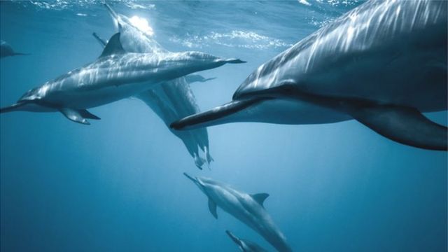 Dolphins communicate by making a variety of sounds