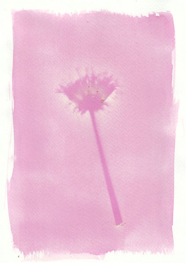 An anthotype print of a purple dandelion