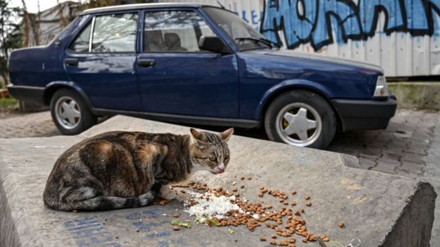 Tidak surga kucing kenapa masuk Hewan apa