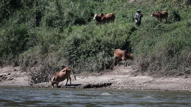 ชาวลาวนำวัวที่เลี้ยงมาหากินที่ริมแม่น้ำโขง