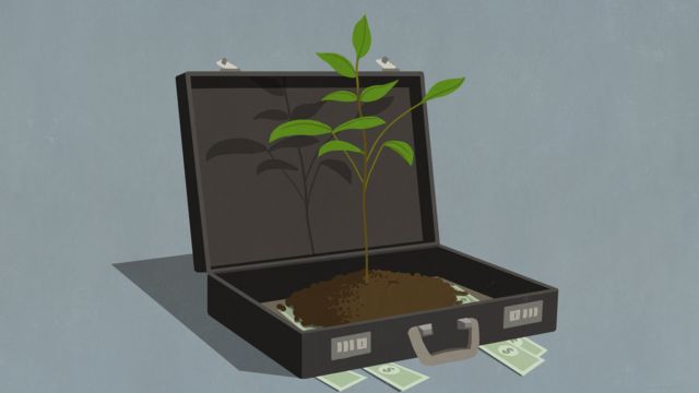 planta y dinero