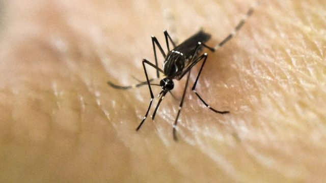 Mosquito transmite a febre amarela
