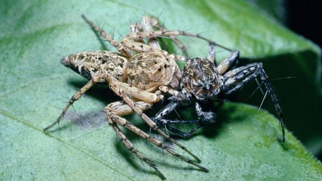 أنثى عنكبوت الوشق