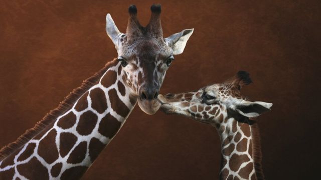Una jirafa joven y uno de sus padres.