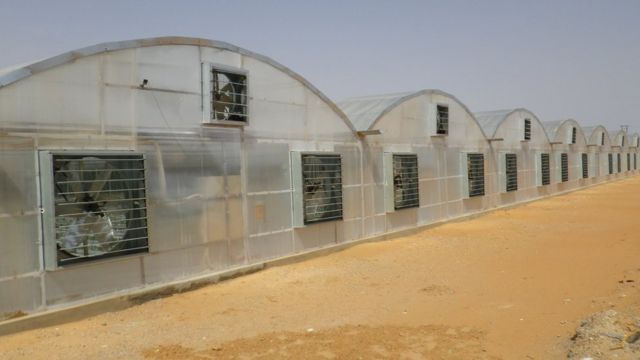 Producción de tomate en el desierto