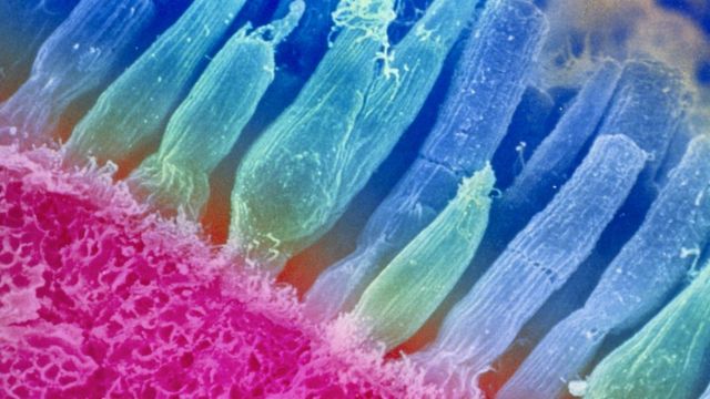 Ученые могут подарить людям возможность видеть в темноте - BBC News ...