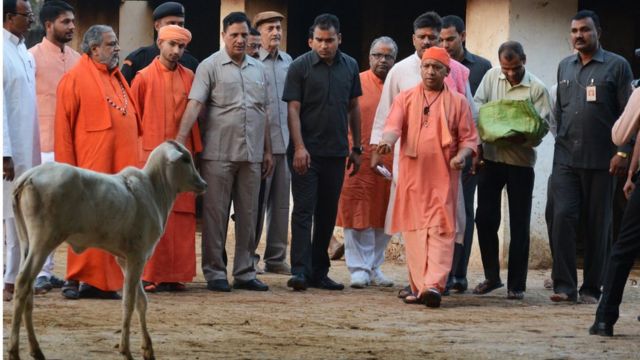 गोरखनाथ मंदिर की गौशाला में बतौर मुख्यमंत्री पहले दौरे में गाय को चारा खिलाते हुए