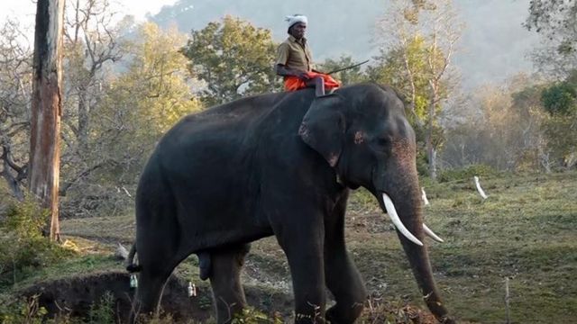 எலிபெண்ட் விஸ்பரர்ஸ் தம்பதி இப்போது என்ன செய்கின்றனர்?