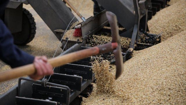 Agricultores ucranianos cargan grano de cebada durante una cosecha en Odesa