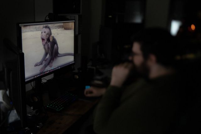 Homem olha vídeo de macaco