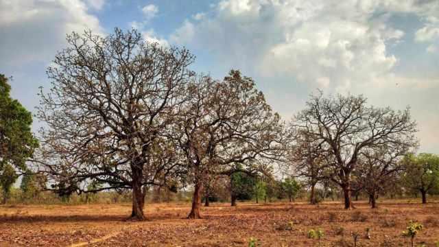 Mahua tree