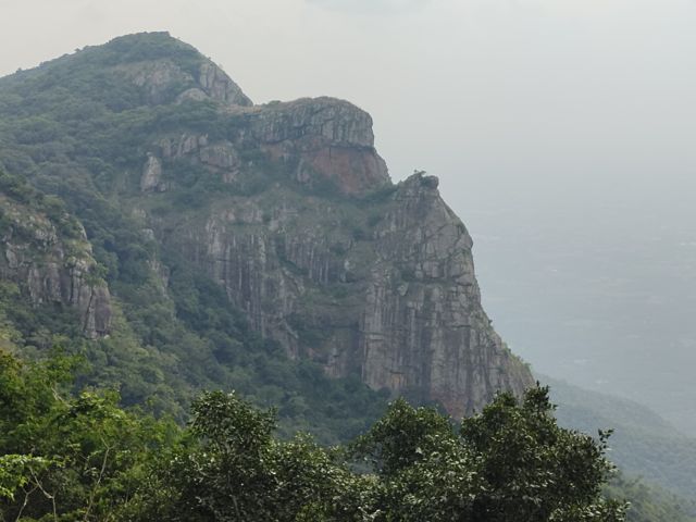 புறணிச் செடி