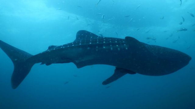 திமிங்கலச் சுறா, சென்னை, மீன்கள், கடல், புதுச்சேரி