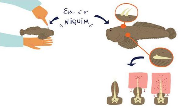 Ilustração feita por cientistas da BBC mostra o niquim e onde estão localizados os espinhos que inoculam o veneno