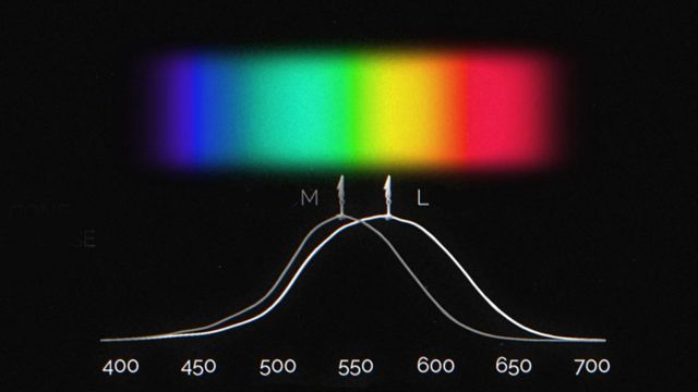 Imagem ilustra como os cones dos olhos operam nos comprimentos de onda