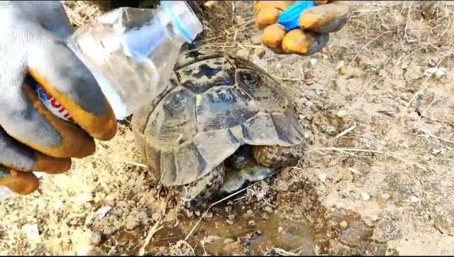 Bingöl'de ekipler, bölgede bulduğu bir kaplumbağaya su vererek serinletmeye çalıştı