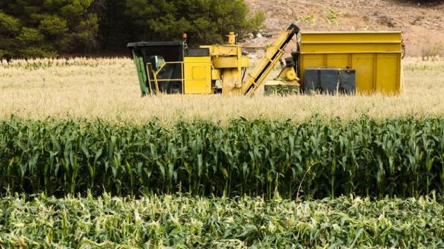 மக்கா சோளம் சாகுபடி பூச்சி தாக்குதல் விவசாயம்