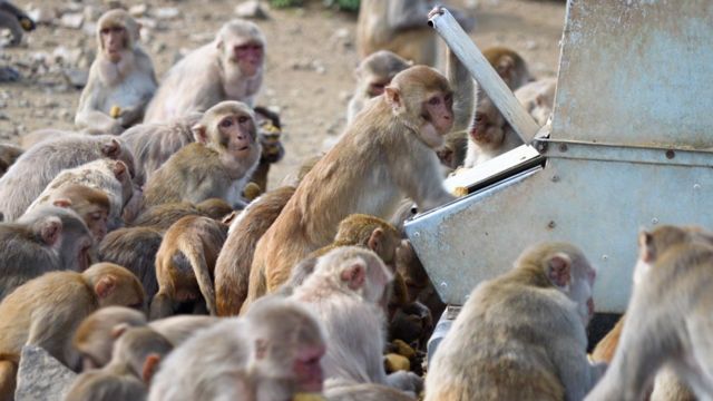 Um grupo de macacos se reúne em torno de um comedouro. Os cientistas complementam a dieta dos macacos com um produto chamado comida de macaco.