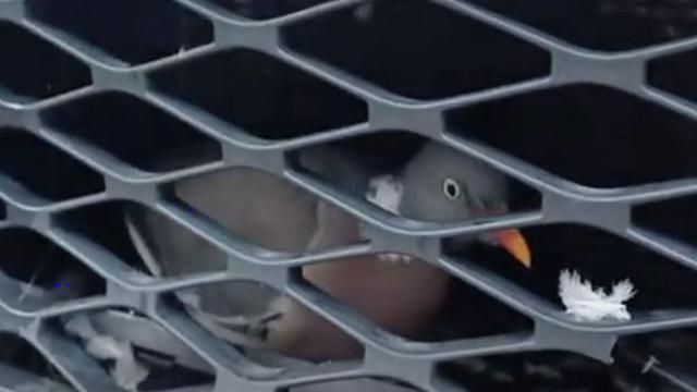 The pigeon stuck behind a car grille