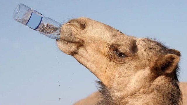 Camelo bebe água