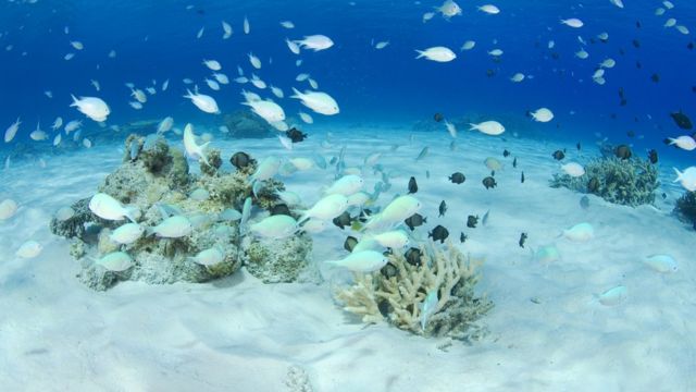 Peces en el mar