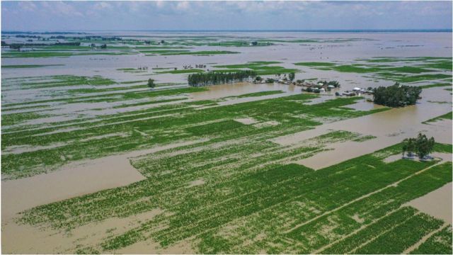  তিস্তা নদীর তীরবর্তী চর।