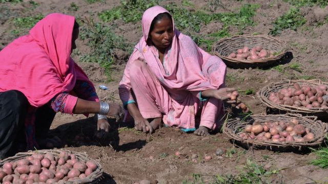 پاکستان میں آلو کی ’شاندار فصل‘ نے پالیسی سازوں اور کسانوں کی نیندیں ...