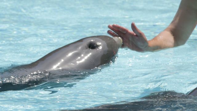 Дельфинам в неволе, похоже, нравится общение с тренером
