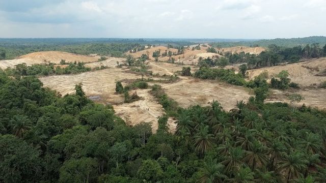 The Orang Rimba forest