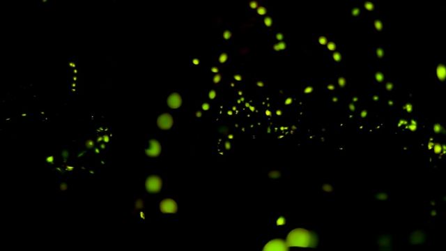 В Национальном парке Грейт-Смоки-Маунтинс обитает 19 видов светлячков